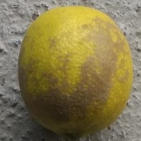 lemon project thumbnail