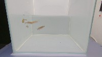 fish project thumbnail