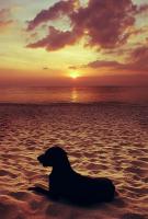 Cat and Dog project thumbnail