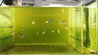 Fish project thumbnail
