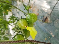 yolov5_fruit project thumbnail