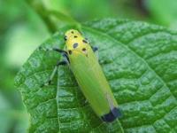 Pest Detection  project thumbnail