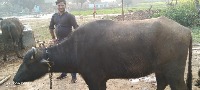 live_cattle project thumbnail