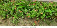 plant demo project thumbnail