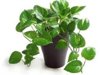 plants project thumbnail