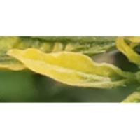 Houseplant diseases project thumbnail