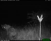 hyena project thumbnail