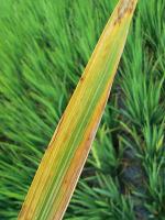 Find rice leaves and bacterial leaf blights project thumbnail