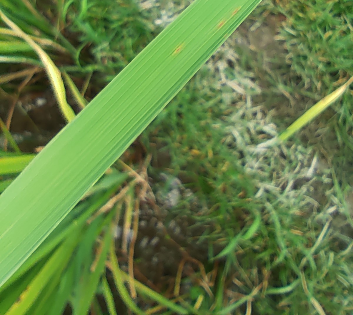 ricpod rice leaf detection Object Detection Model by ricpod