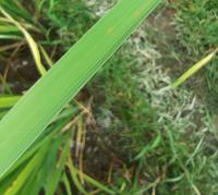 ricpod rice leaf detection project thumbnail