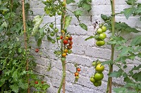 tomato-disease-ofise project thumbnail