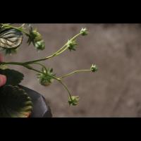 three project thumbnail