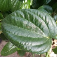 Dataset Image