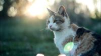 animal-detection project thumbnail