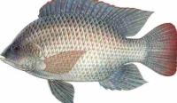 fish project thumbnail