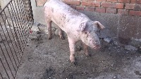 Pig Face Detection project thumbnail