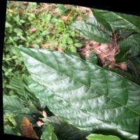 Cacao project thumbnail