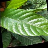Cacao project thumbnail
