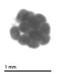 FINAL_DATASET project thumbnail