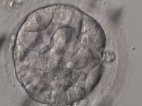 embryo project thumbnail