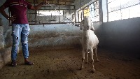 Goat Face Recognition project thumbnail