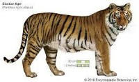 Tiger project thumbnail