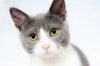 CAT DOG project thumbnail