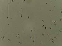 KORS_plankton_Test2024 project thumbnail