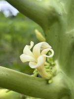herma flower project thumbnail