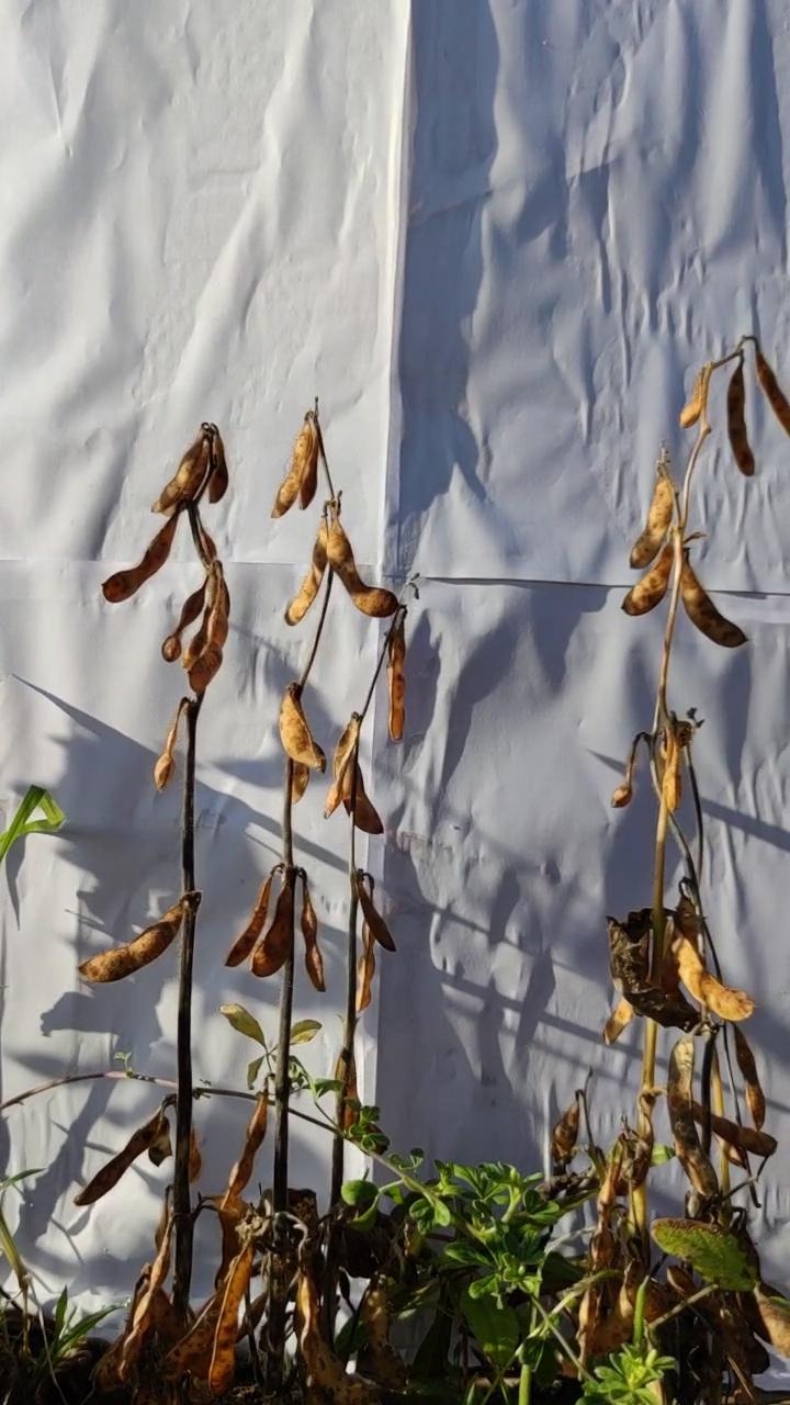 soybean Instance Segmentation Dataset by Test2 Colab