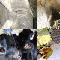 HealthyHerd project thumbnail