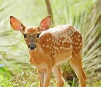 animals project thumbnail