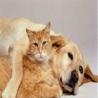 cats-dogsv2 project thumbnail