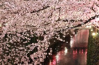 sakura datasets project thumbnail
