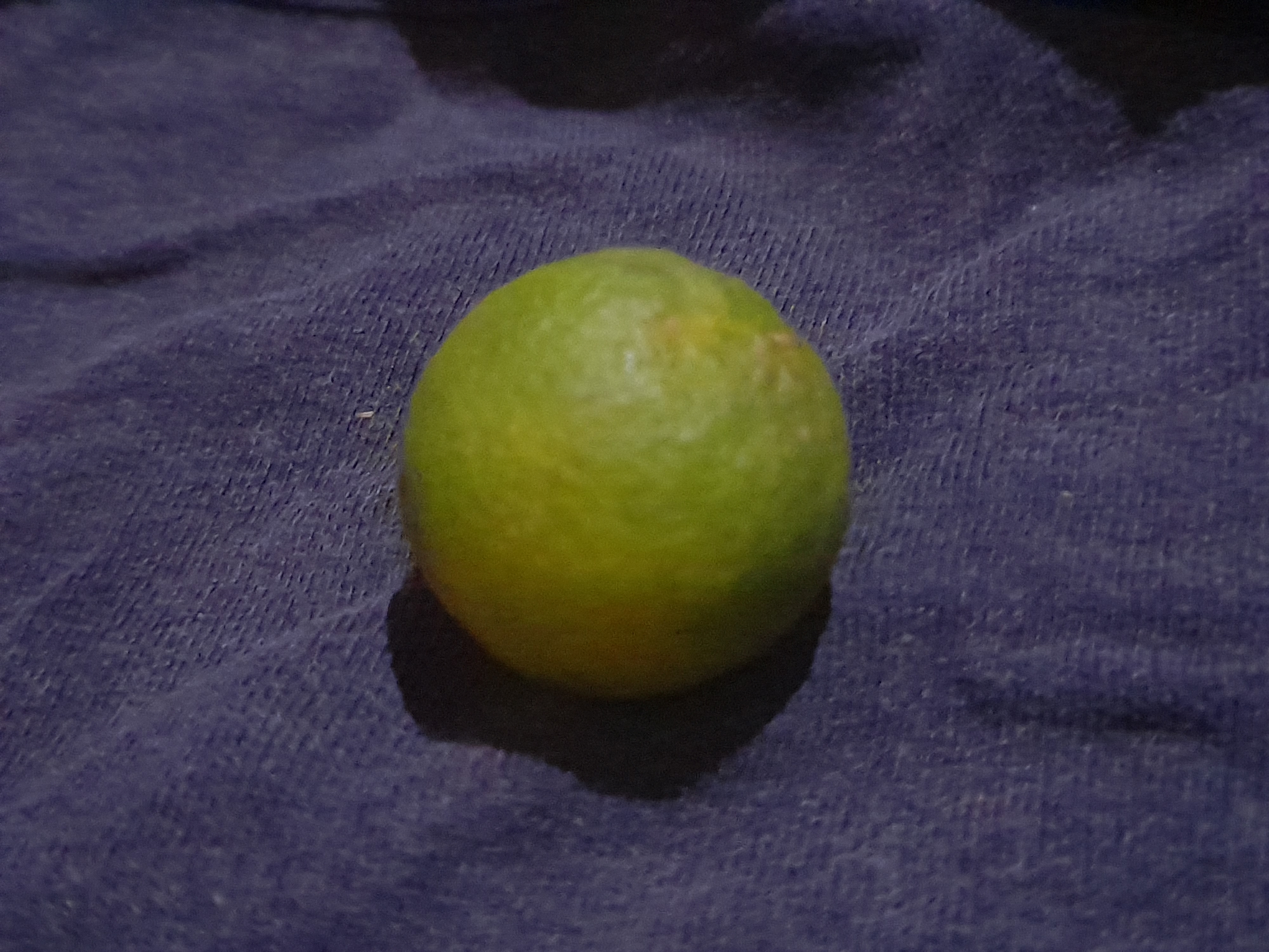 CALAMANSI Object Detection Model by Project101