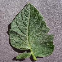 leaftomatoo project thumbnail