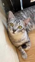 segmentasi kucing project thumbnail