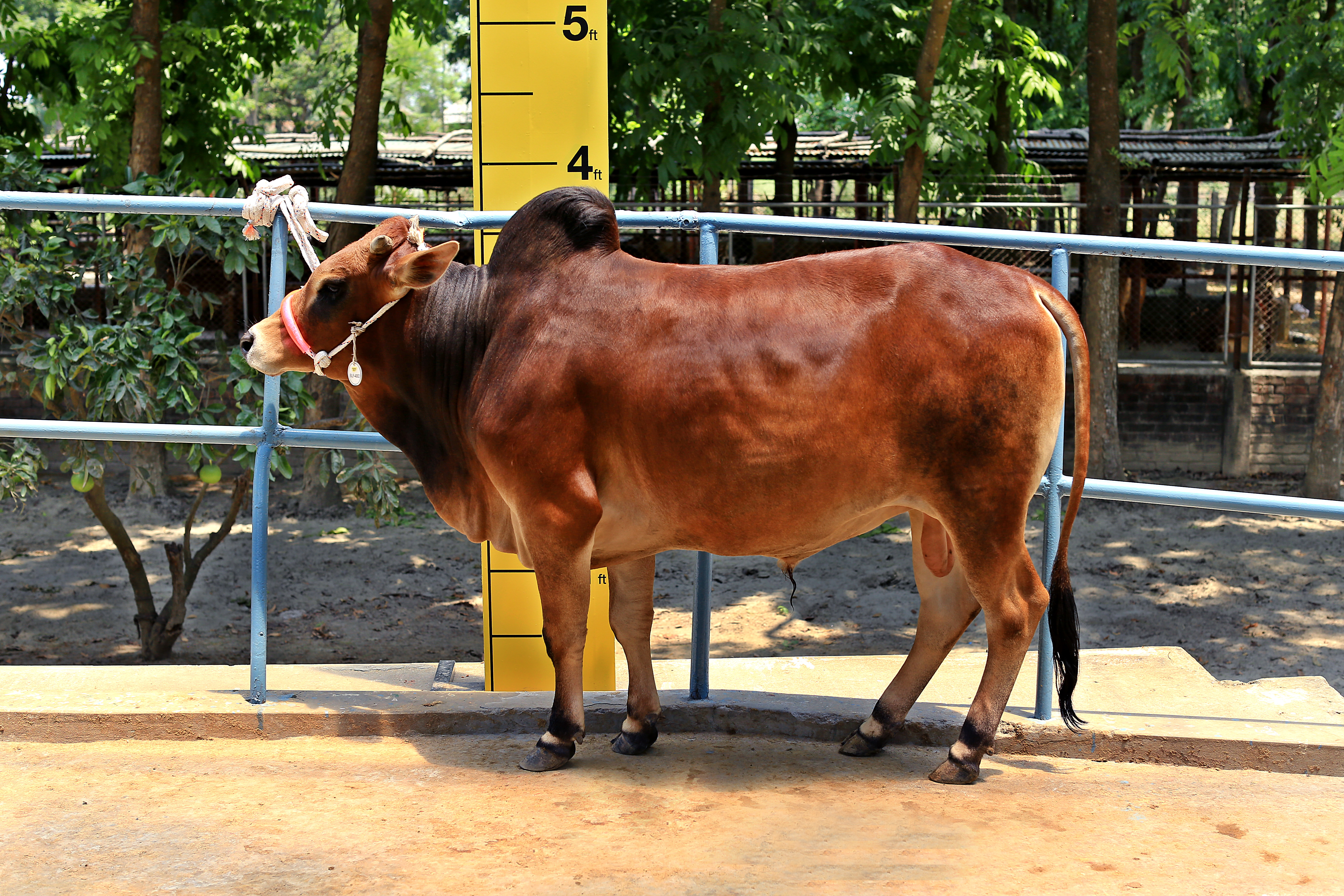 Cattle Object Detection Model by Cattle1
