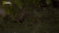 leopard project thumbnail