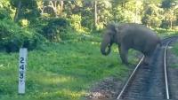 elephant project thumbnail