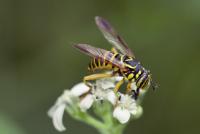 good_insects project thumbnail
