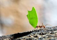 ant project thumbnail