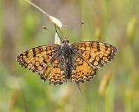 butterfly project thumbnail