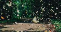 butterfly autodatset project thumbnail