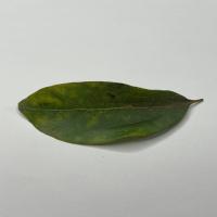 Leaf Raw project thumbnail
