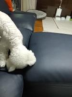 dog_self project thumbnail