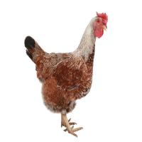 Chicken Project project thumbnail