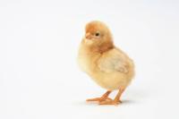 ไก่ project thumbnail