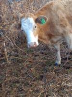 Cattle Ear Tags project thumbnail