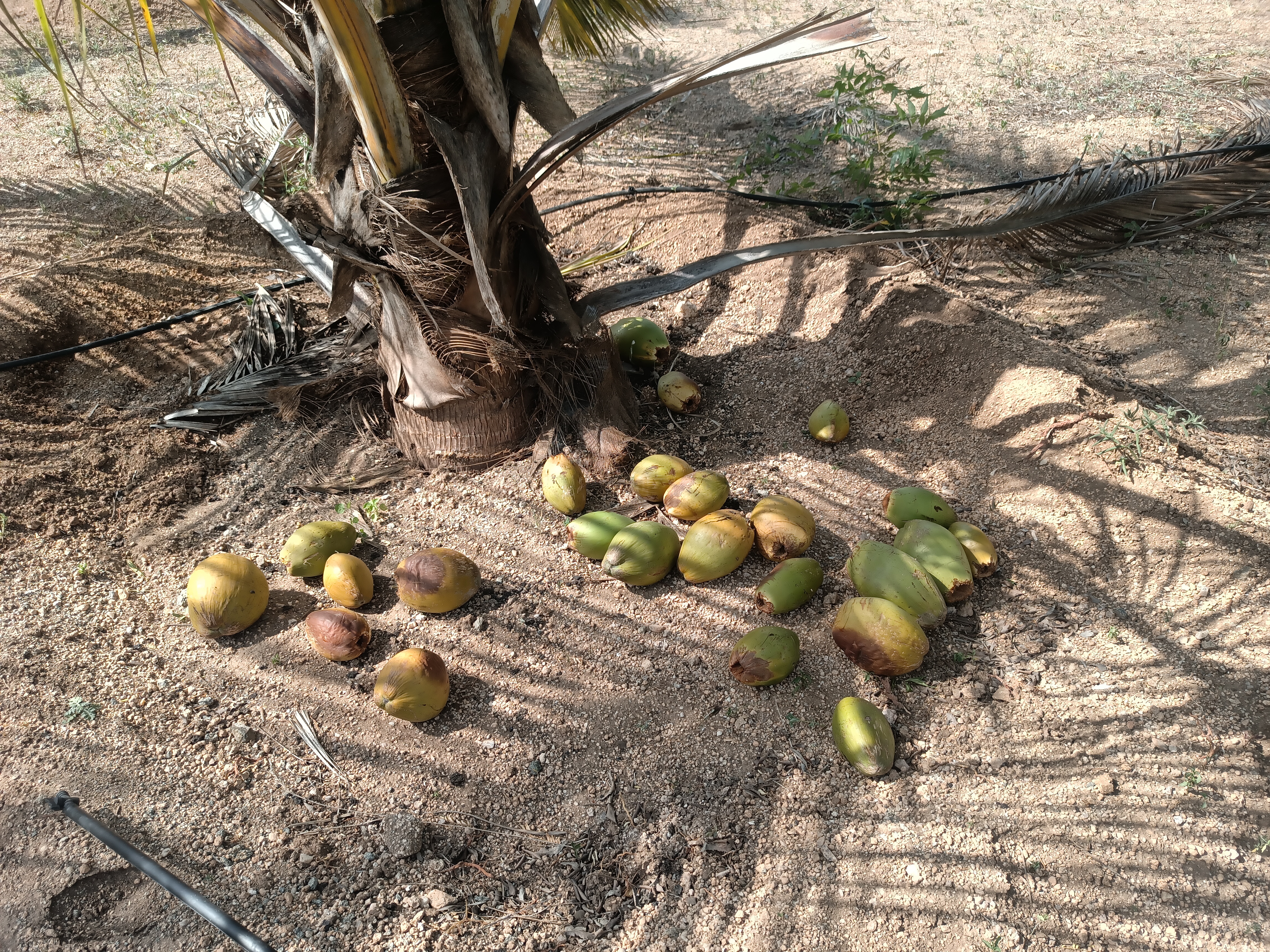 Coconut Detection Object Detection Model by Tamil Nadu Agricultural ...